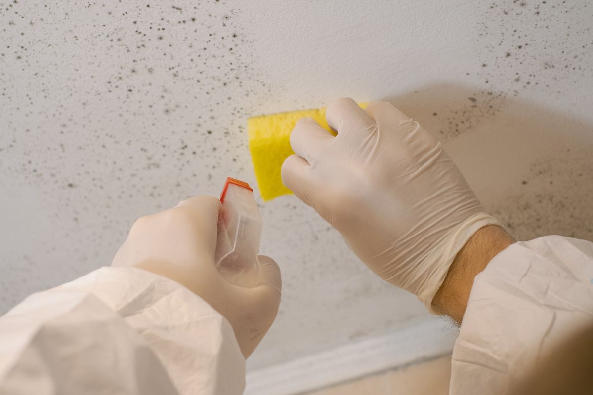 A person in white gloves is engaged in cleaning mold off a wall, highlighting mold remediation practices.