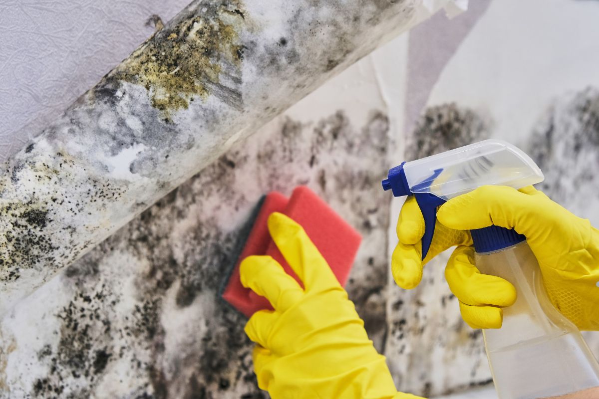  A person in yellow gloves actively removes mold from a wall, showcasing the process of effective mold remediation.