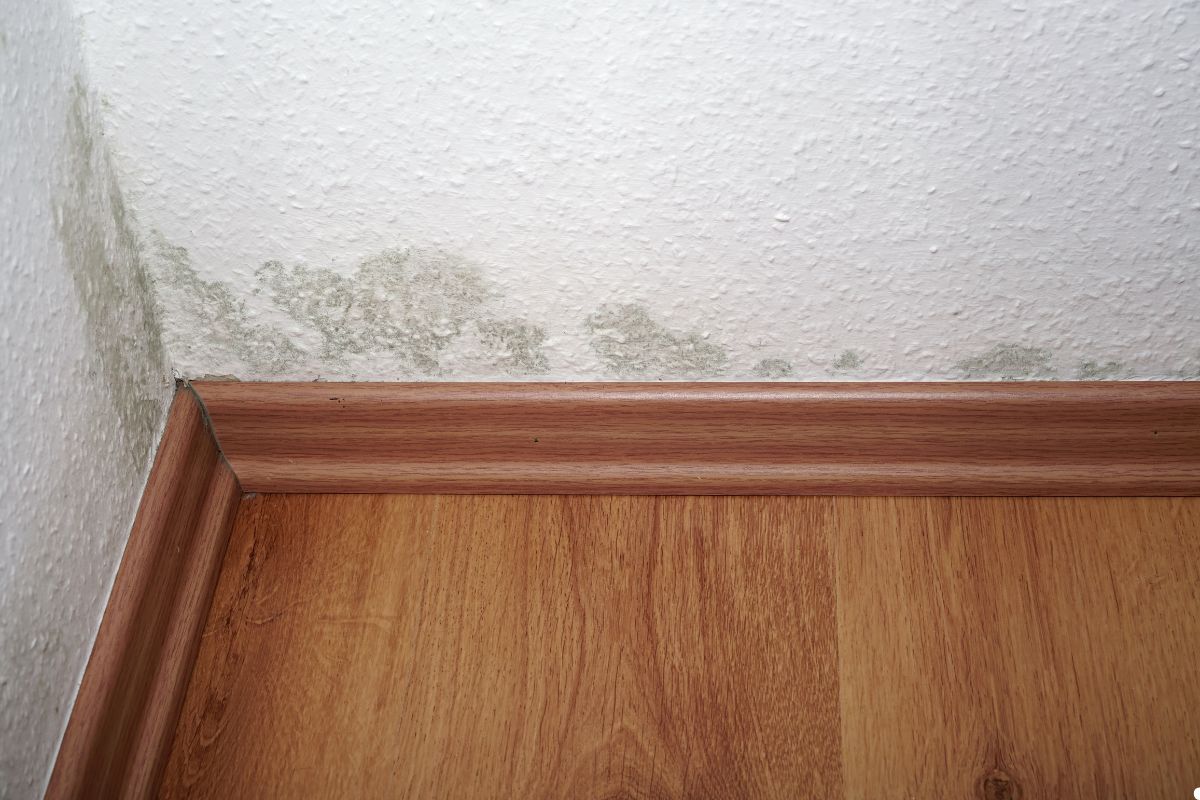 A close-up of a moldy wall with patches of green and black, set against a brown, worn wooden floor.