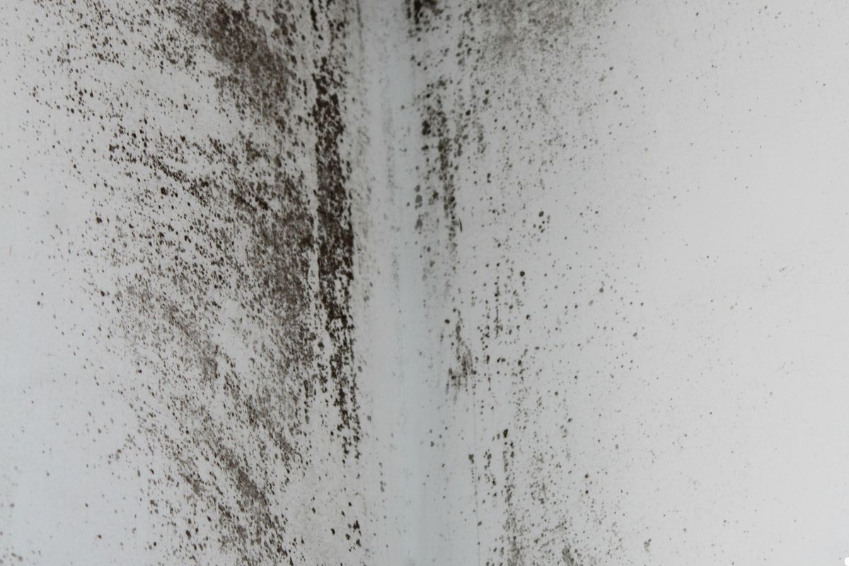 Mold growth on a bathroom wall, showing dark patches and discoloration in the corner of the room.